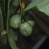 Mastixia arborea subsp. macrophylla (Thwaites) K.M.Matthew